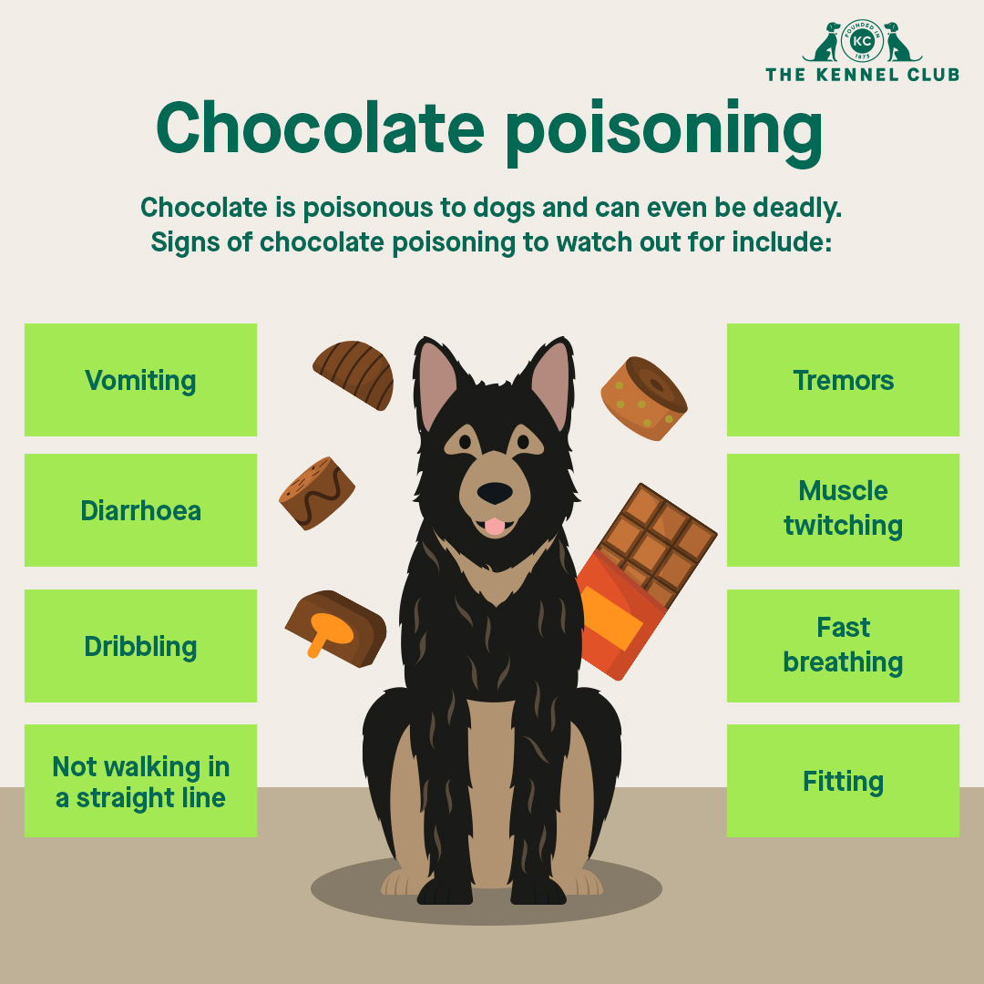 DiscoverDogsUK's tweet photo. You probably know that chocolate is dangerous to dogs, but many first-time owners don’t.

This Easter, help us spread the word to keep other dogs safe. Find out more at https://t.co/rnml2XUwY8. https://t.co/H6ZLDAm2xb