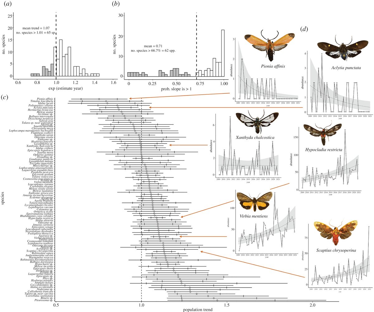 Entomologists have reported significant insect abundance and biomass decline, mainly from temperate regions. This #BiologyLetters study finds there are more winners than losers over 12 years of monitoring tiger moths - ow.ly/yt4s50IMmZq #climatechange #insectdecline