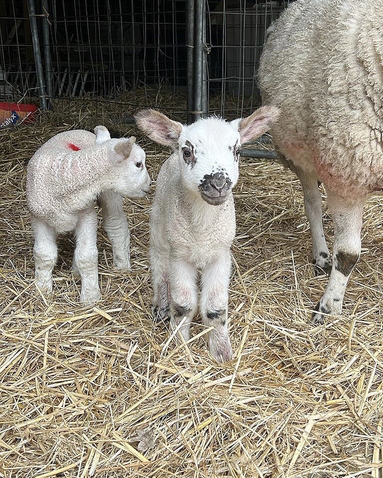 Wishing you all a Happy Easter! We can't wait to welcome you to Euston Estate on April 22nd &amp; 23rd! Have a great weekend! 

#gamefair #gameandcountryfair #norfolkgamefair #ukgamefair #dogsofinsta #countryshow #countryliving #familydaysout #visitnorfolk #visitsuffolk #familyfun #g