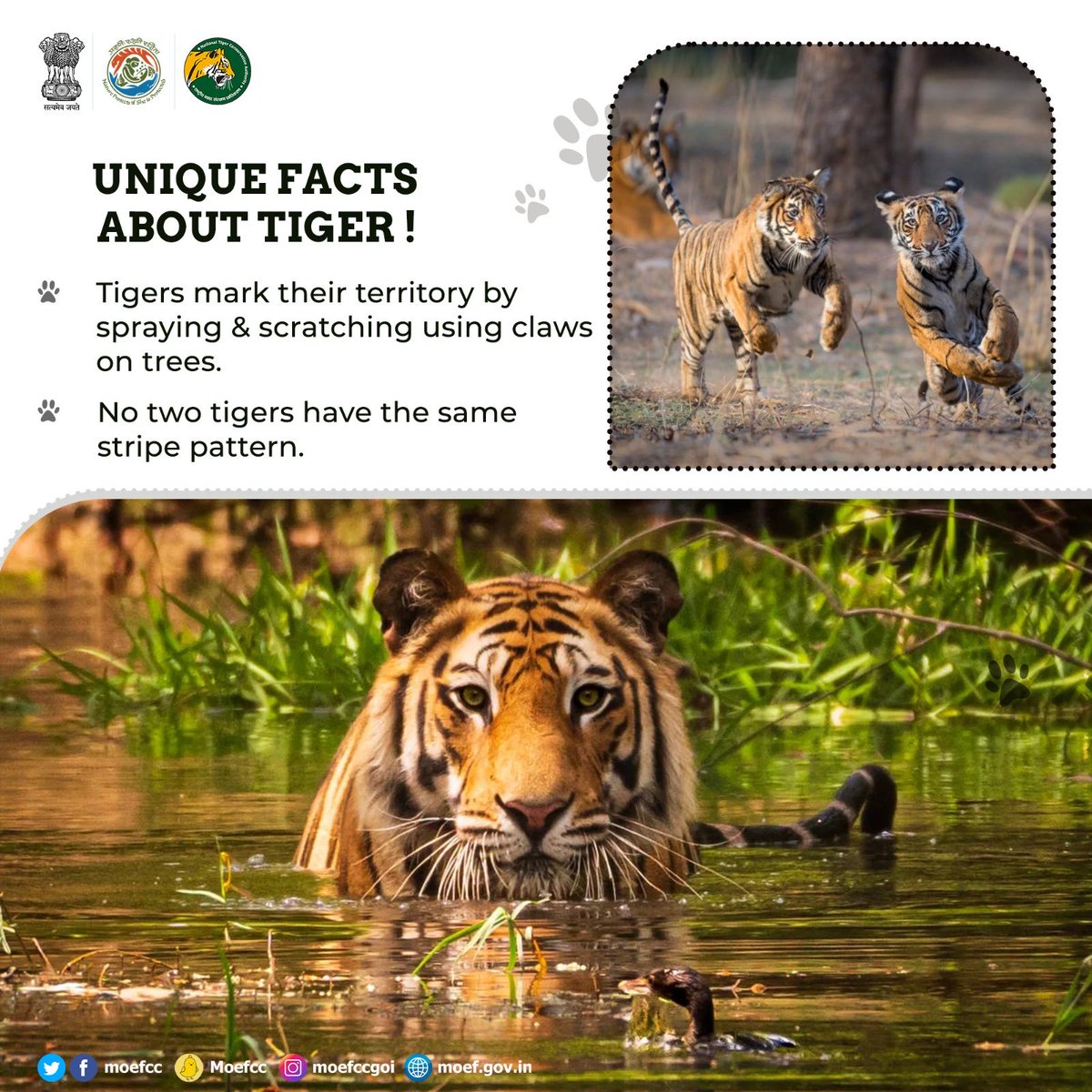 moefcc's tweet photo. Some Unique Facts About Tiger #50YearsOfProjectTiger https://t.co/wFNZJmyFnF
