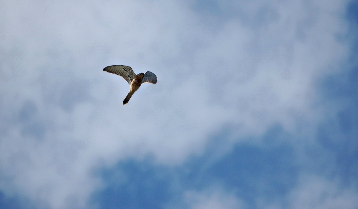 Pustułka (Falco tinnunculus tinnunculus)

#Falcotinnunculus #birdsofprey #birdwatchers #birding #birdwatching #birds #birdflight #wildbirds #wildlifebirds #BirdsOfTwitter #BirdTwitter #ornitho #birdphotography #NaturePhotography #TwitterNaturePhotography #Poland #BirdsSeenIn2023