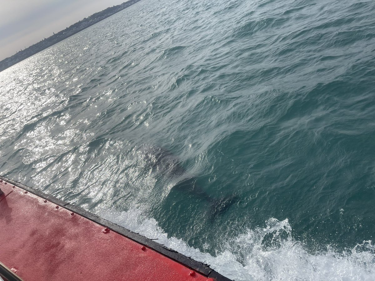 SteveJByrne's tweet photo. Dylan loved the #dolphins yesterday on route home in the sun after a fantastic day in @hermisland π #herm #hermisland #Guernsey #loveGuernsey #loveHerm #loveHermIsland #freemasonsci #traveltrident @GSPCA #GSPCA #GuernseySPCA https://t.co/HYgKseR837