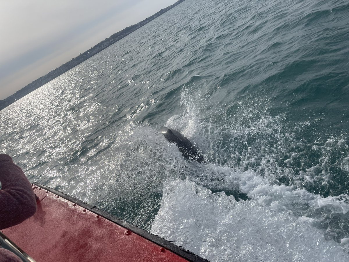 SteveJByrne's tweet photo. Dylan loved the #dolphins yesterday on route home in the sun after a fantastic day in @hermisland π #herm #hermisland #Guernsey #loveGuernsey #loveHerm #loveHermIsland #freemasonsci #traveltrident @GSPCA #GSPCA #GuernseySPCA https://t.co/HYgKseR837
