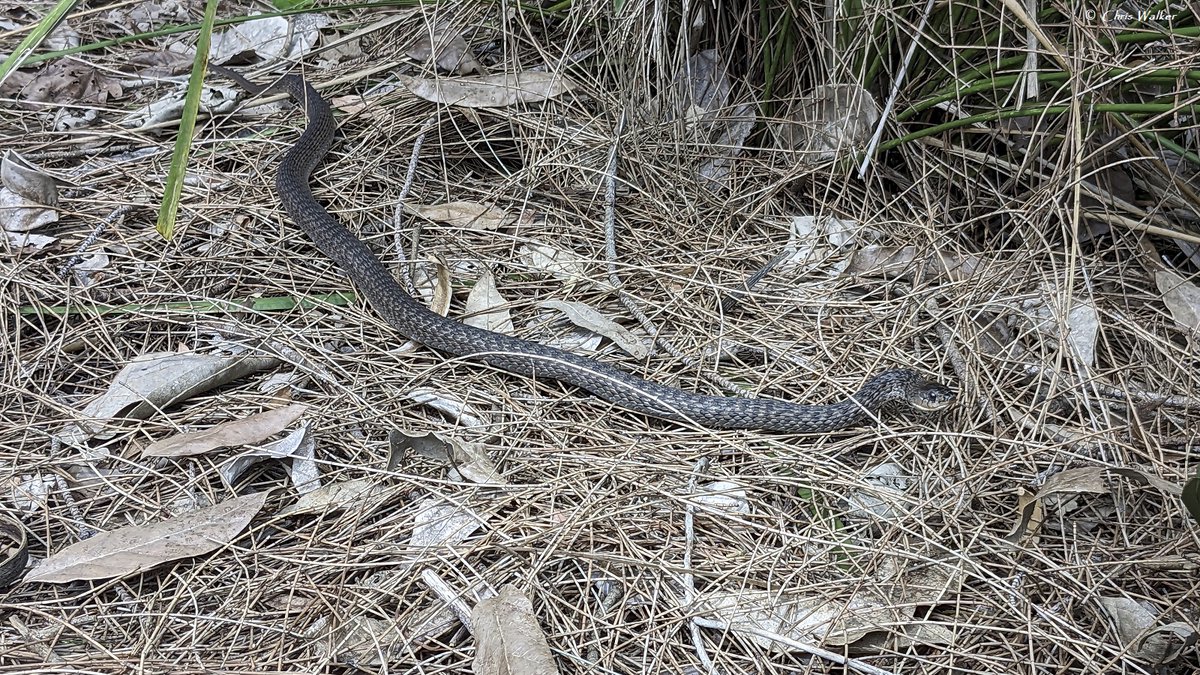WildRedlands's tweet photo. Keelback snake next to the Eddie Santagiuliana Way in Cleveland, recently.
More information about this species: https://t.co/vp0zZHv1TD #keelback #snakesofaustralia #Queensland https://t.co/blmom7AbNX
