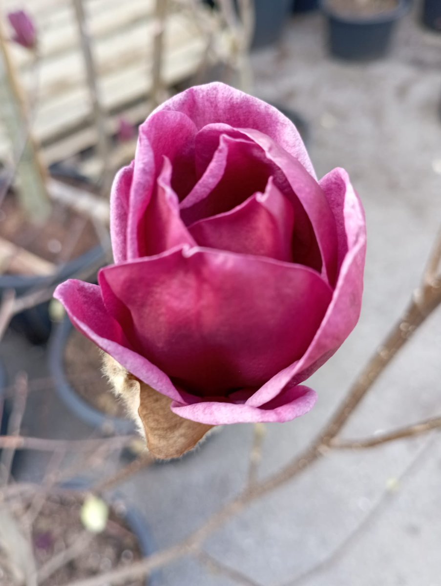 Magnolia Genie. Een relatief klein blijvende Magnolia met opvallende donkere tulpen. Ook geschikt voor de kleine tuin. Zo, dat zijn wel weer voldoende aanprijzingen voor de zondagmorgen lijkt me.