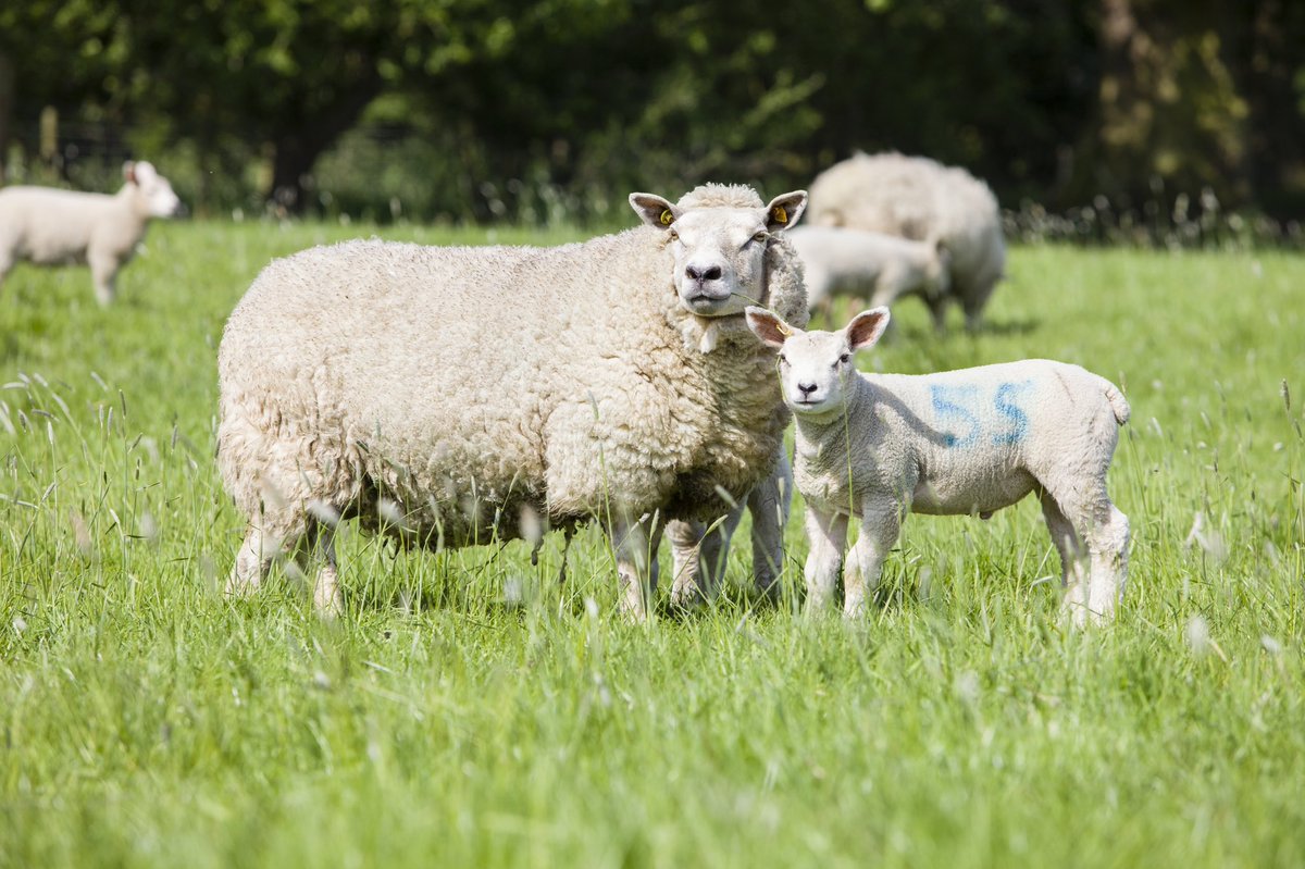 Happy Easter to all our friends &amp; customers!

As a wise person once said “It's not about the bunny; it's about the lamb."

☀️🐣🐑

#EasterDay #lambing2023 #happyeaster