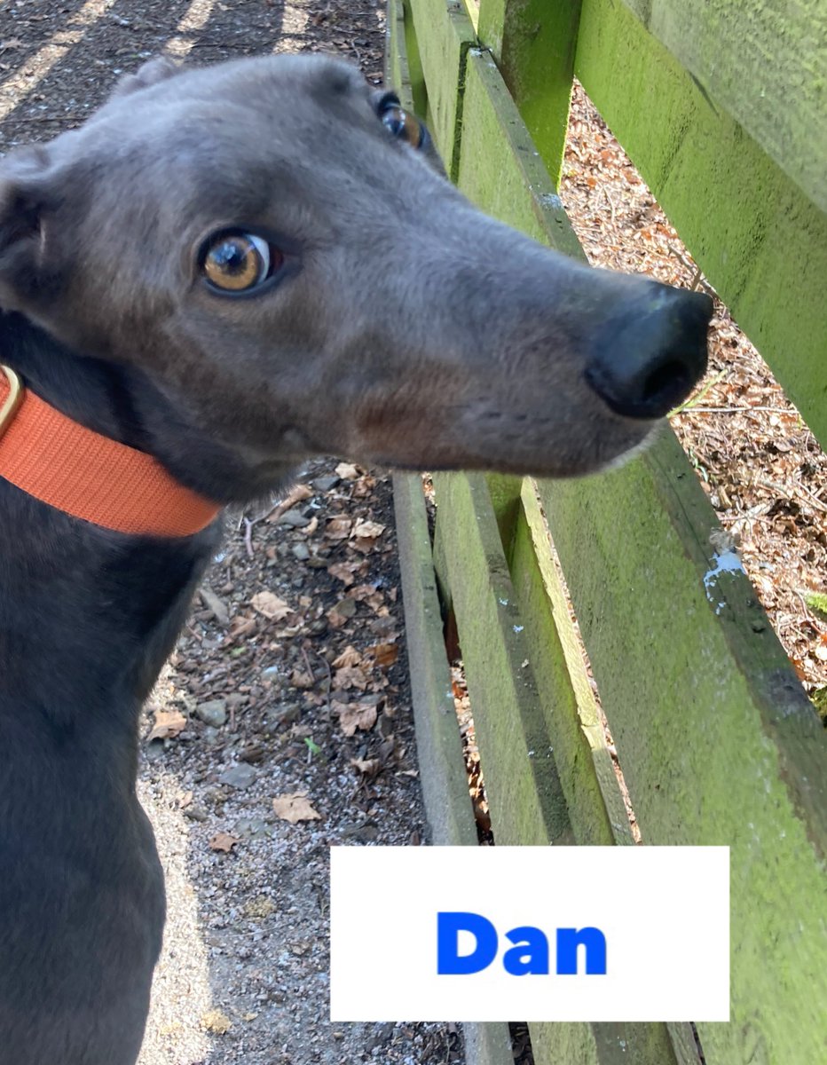 Greyhound Rescue Fife on Twitter "Dan & Victor are going on an egg
