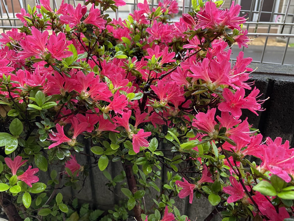 Higher330's tweet photo. 自分の地方の桜は終わってしまったけど。
次を待っていたかのようにツツジが。
他にもたくさんの花たち。
お酒とあいみょんが沁みる。
乾杯🍻
 #乾杯🍻
 #キッチンドランカー
 #アサヒ生ビール
 #通称マルエフ https://t.co/9sLWiLRUb7