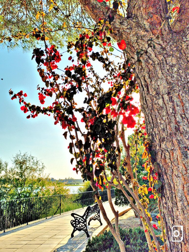 Ana Jiménez Sierpes tweet media