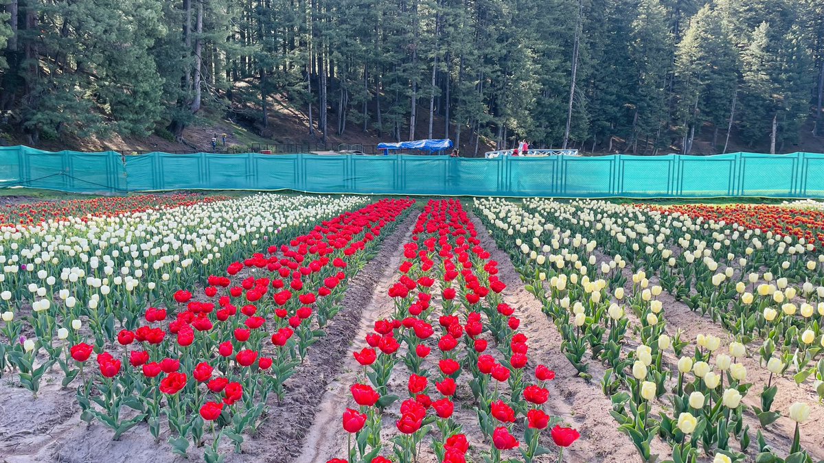 UdhampurF's tweet photo. Tulips in full bloom at Tulip Garden Sanasar… Visit Sanasar and enjoy the mesmerising beauty of Tulips along side the beautiful Sanasar Lake and Beautiful meadows of Sanasar https://t.co/UC4dH8Lgtd