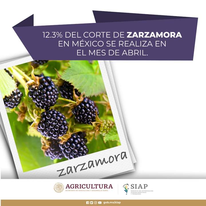 Marcelito1099's tweet image. Durante 2021, la producción nacional de #zarzamora fue de 211 mil toneladas.
#AgriculturaMexicana
#PanoramaAgroalimentario

Con información de @SIAP_Mx 

#ColimaAgropecuario #ComunicamosTendencias