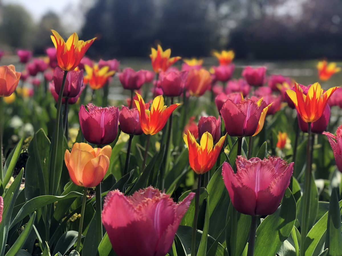 PrayerHubBoro's tweet image. Then on the third at break of dawn

The Son of heaven rose again

O trampled death where is your sting?

The angels roar for Christ the King!

He is risen! 

#Amen

Happy Easter Scarborough!

 #HeIsRisen #HappyEaster #Easter2023