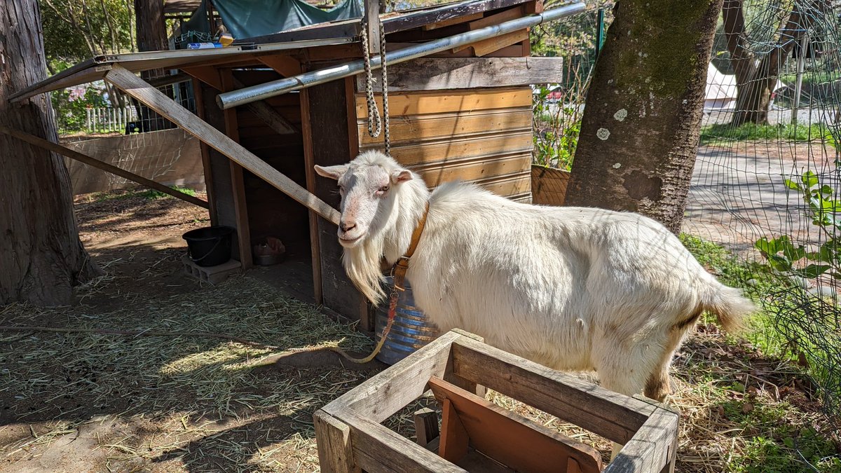 tami_frd's tweet image. ちょっとこっち向いてくれたヘルマさん
#ときたまひみつきち
#コモリバ #COMORIVER