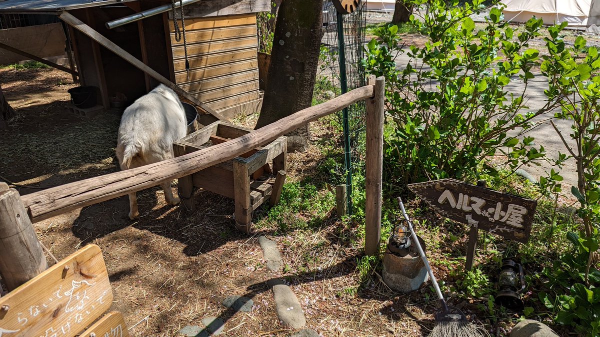 tami_frd's tweet image. ちょっとこっち向いてくれたヘルマさん
#ときたまひみつきち
#コモリバ #COMORIVER