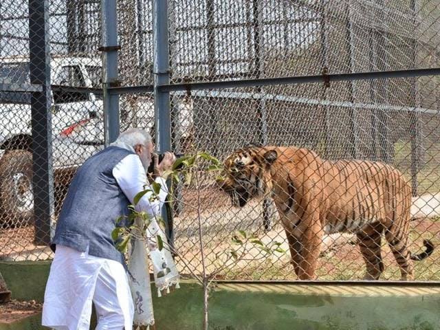 Bhavyanmurthy's tweet photo. Difference between a real visionary who started PROJECT TIGER in 1973 to the one taking fake credit of its success.

IT TAKES COURAGE AND EMPATHY TO BE A LEADER, NOT A CAMERA. https://t.co/HIoFtgq6hY