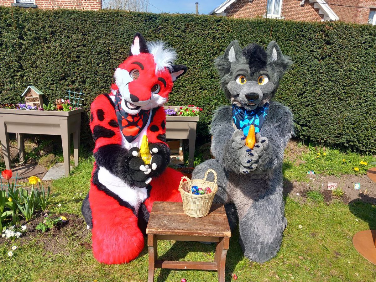 SzurkyWolf's tweet photo. I love Easter, there so many chocolates everywhere in the garden and I love chocolate <3
 Happy Easter to you all :D

With my fox @Andrew_fox62 

#furry #furryeaster #Easter2023 #fursuiter #cutefursuit https://t.co/1slahvFYJY