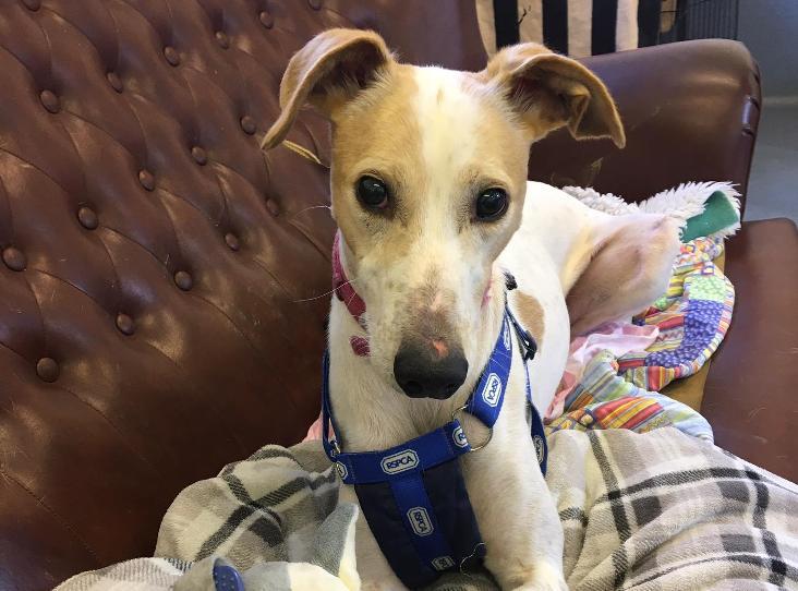 AdoptionsUk's tweet photo. URGENT, please retweet to help Elf find a home before he loses his eyesight completely #EXETER #DEVON #UK  
Aged 2, it would be great if he could form a bond with new owners before his sight goes.
   
DETAILS or APPLY 👇https://t.co/bQfD17WkEO… 
#dogs #Lurchers #Adopt #animals https://t.co/g2T7sjf0jY