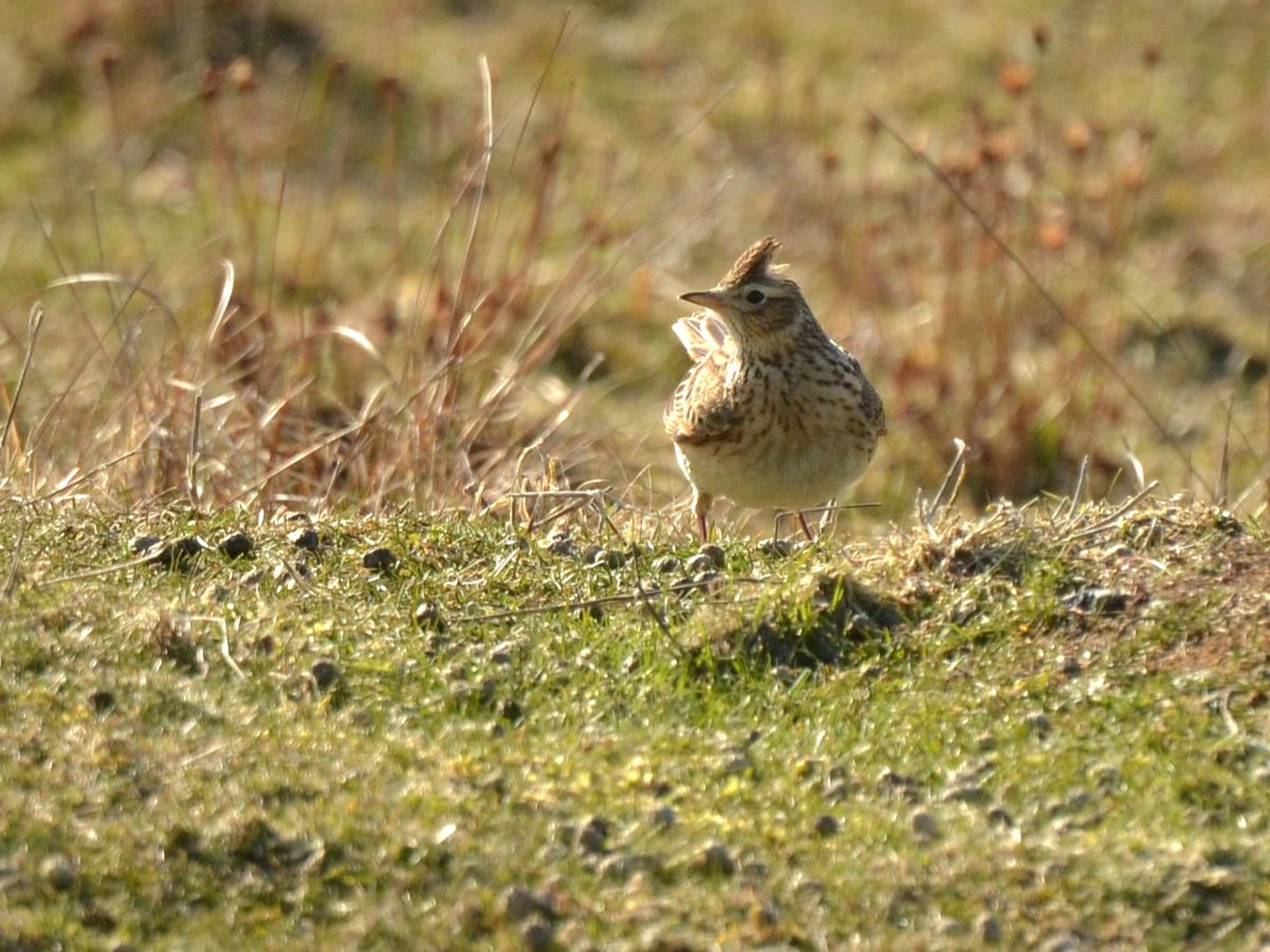 Skylark, Aberlady