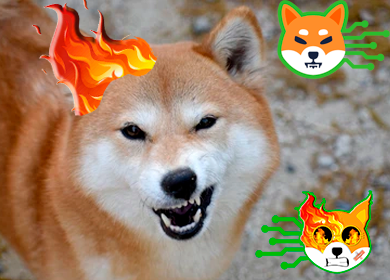sirrion82_7's tweet photo. Yes, @1Cent_token, the 1st #shiba and #bone burner is accepted on #Shibarium and we have the official email, more only can promise and talk, but only we talk with proofs and we are ready

#ShibaArmy #ShibariumBeta  #ShibaInu  

https://t.co/aokNihTHx5
https://t.co/miKfVpZlVi https://t.co/P6NWcp6uJD