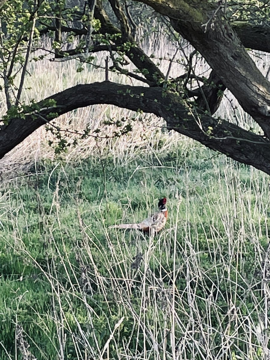 kikerd's tweet image. 80%running 20% walking/trotting …not bad time as well and was glorious out 
New era for me #timeforme