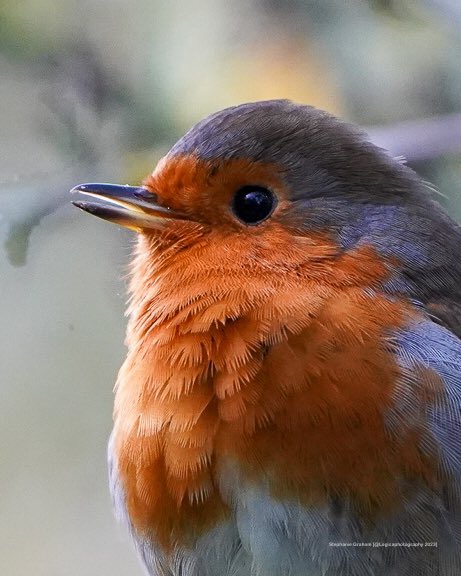 Robin #TwitterNaturePhotography #birdphotography #Hampshire #hampshirenature