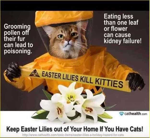 goldie_gull's tweet photo. @erinbiba @sesmith This is my favorite so far https://t.co/yD8LlR7u9U