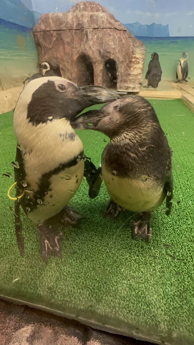 "#新さっぽろサンピアザ水族館" - Results on X | Live Posts & Updates