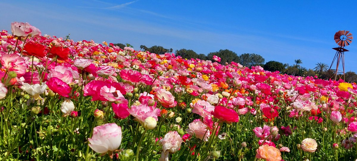 ChioSan87's tweet image. 🦋