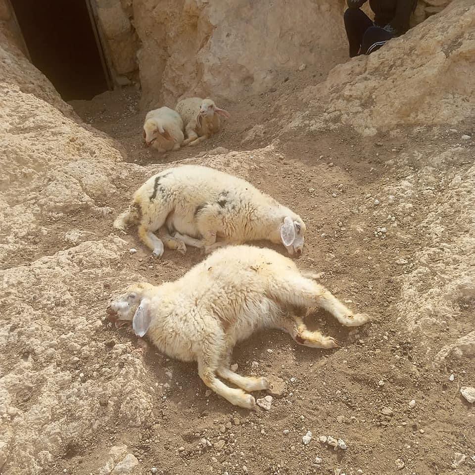 #Israeli settlers kill a number of sheep and wreck havoc whilst attacking the communities in #MasaferYatta, southern Hebron.

#IsraeliCrimes
#IsraeliTerrorism