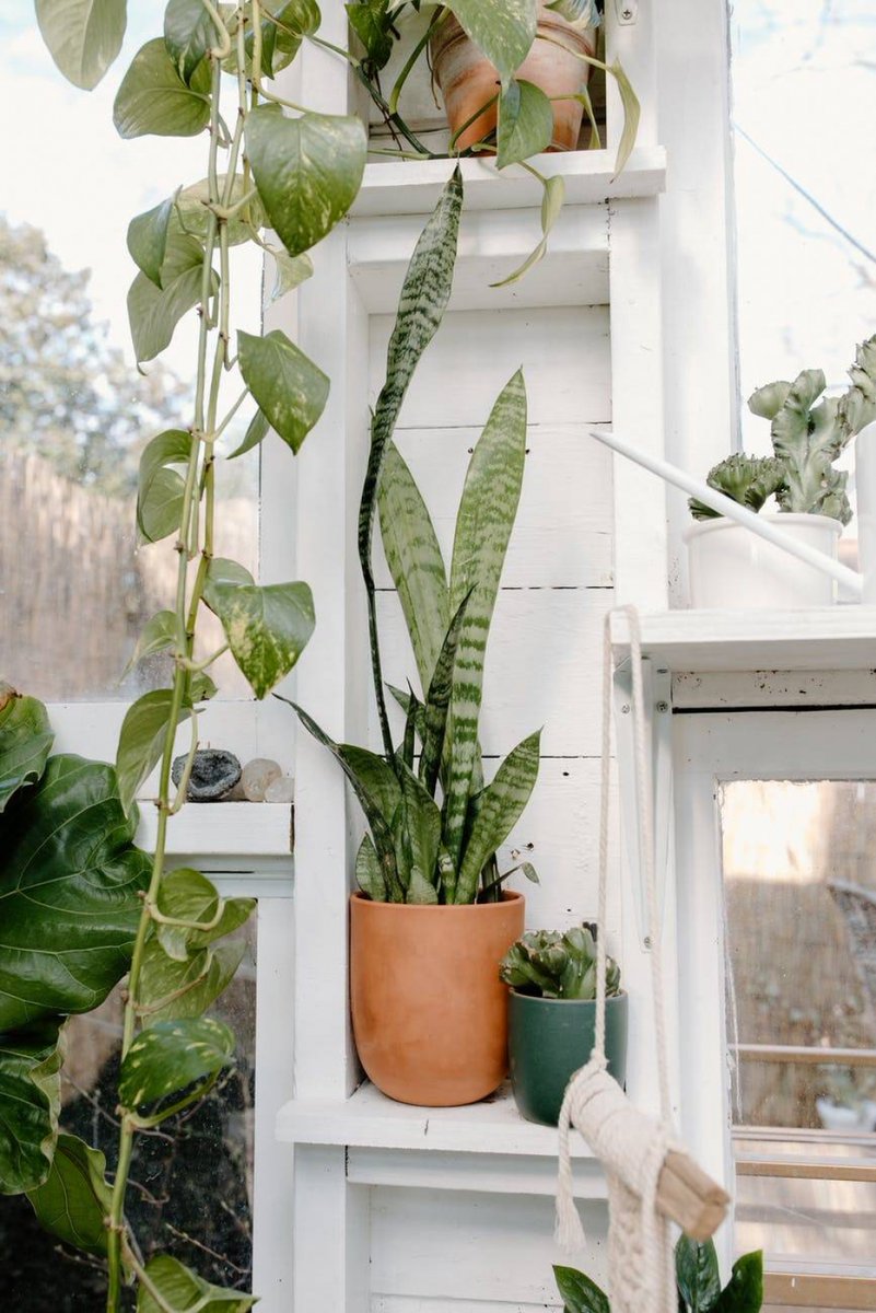 MikeGun36988709's tweet photo. That's really out of sight!  #Plant #Flowerpot #Houseplant #White #Green #Terrestrialplant #Floweringplant #Window #Wood #Fixture https://t.co/kmsP4RT0fA
