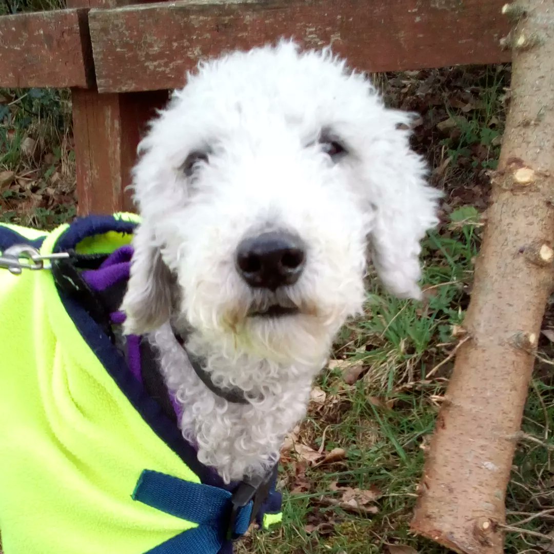 Frugaldom's tweet photo. Some of our Easter weekend visitors to Frugaldom's campervan & motorhome stopover aire. All well behaved pets are welcome here if kept on their leads. #dogs #cats #campervans #motorhomes #aire #swscotland https://t.co/xsfJ5j11F9