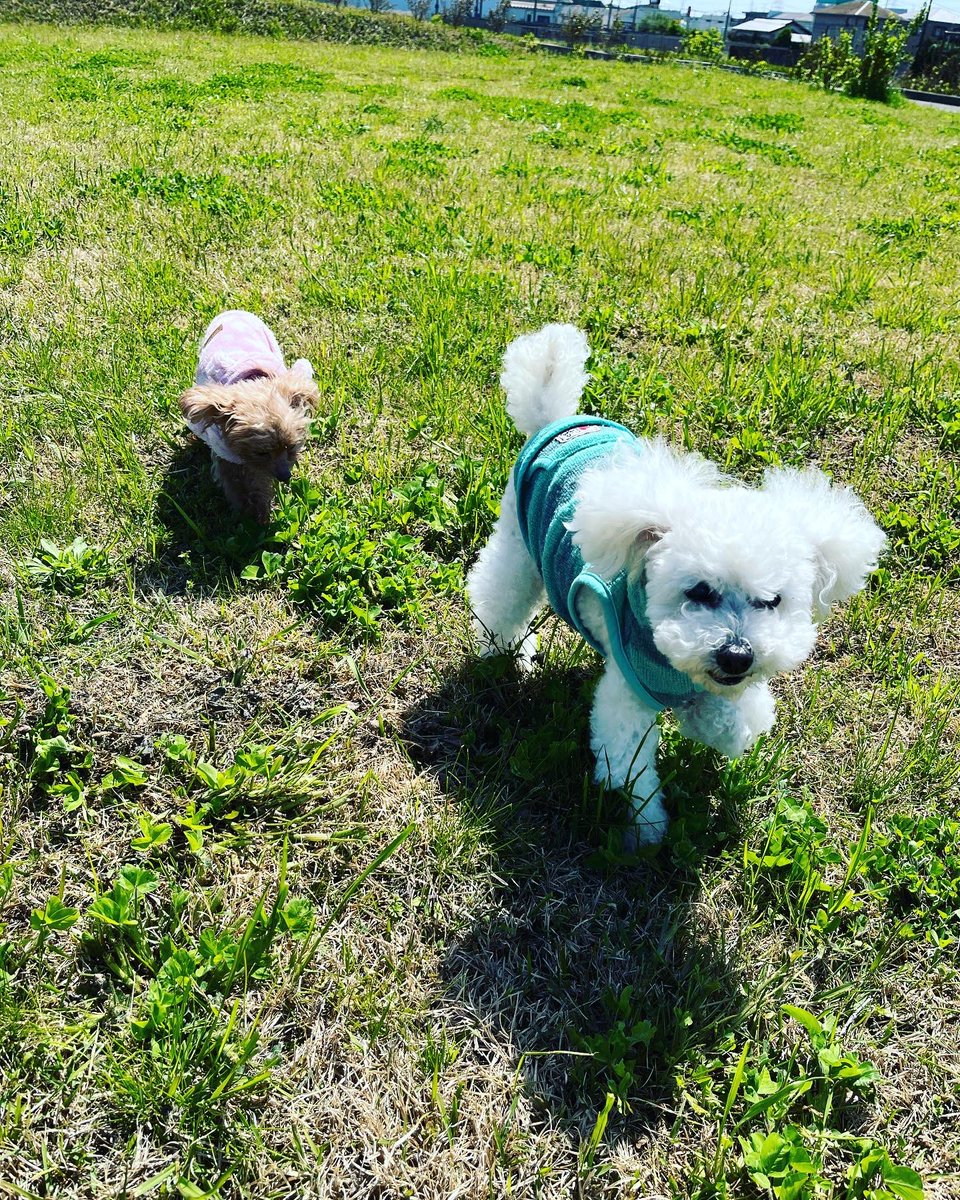 vaniranomama's tweet photo. お天気がいいのでお散歩😊
#トイプードル 
#老犬 
#元気で長生きしてね https://t.co/R9KxAbw4Il