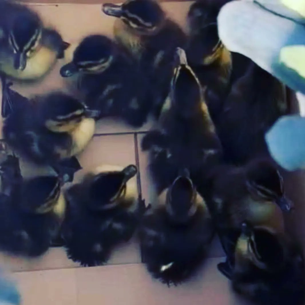 Long Eaton Fire tweet media