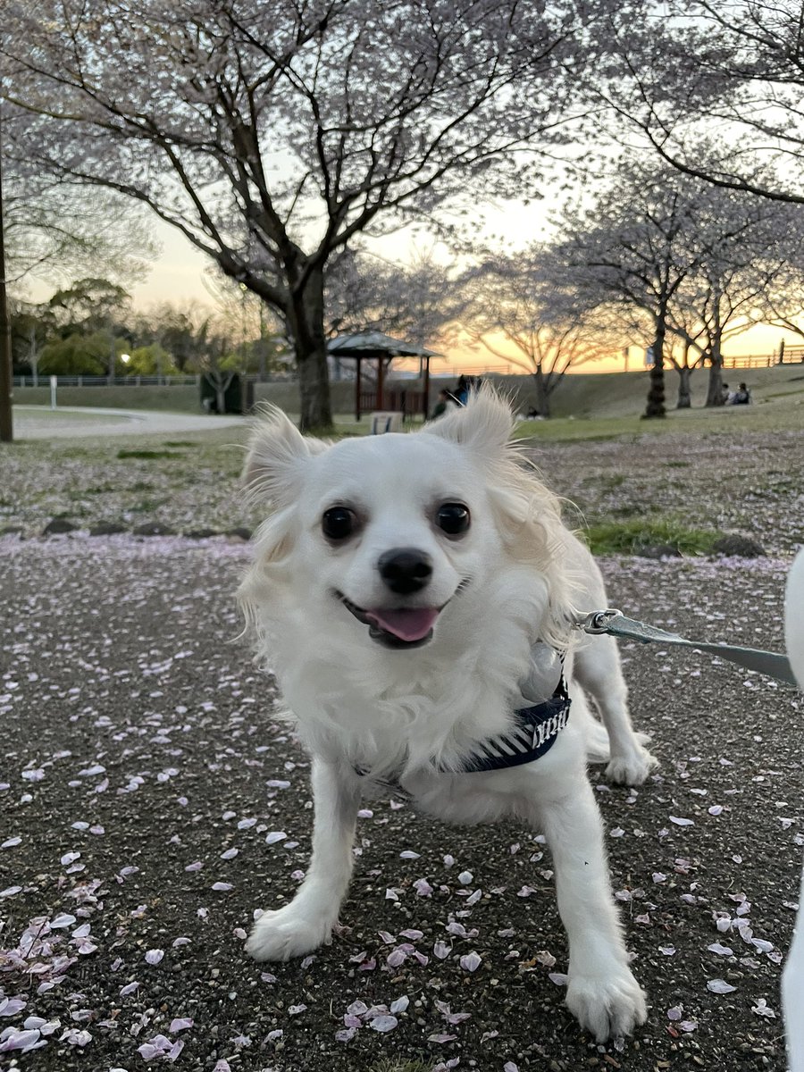 comcomcomg's tweet image. おはな いっぱい咲いてた！