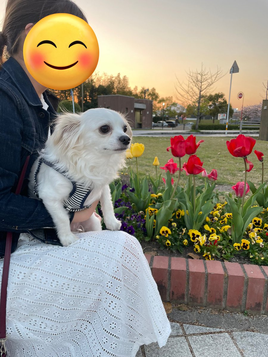 comcomcomg's tweet image. おはな いっぱい咲いてた！