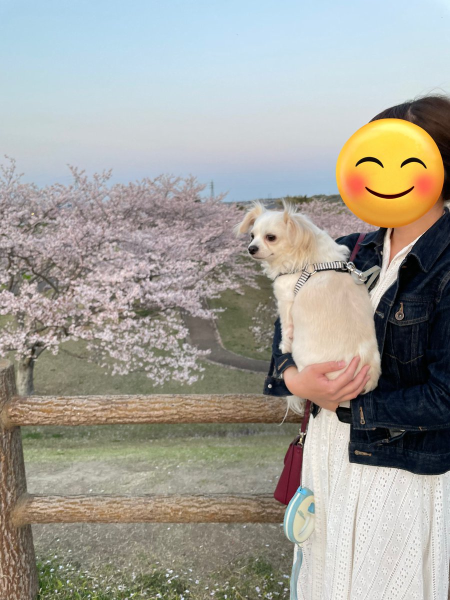 comcomcomg's tweet image. おはな いっぱい咲いてた！