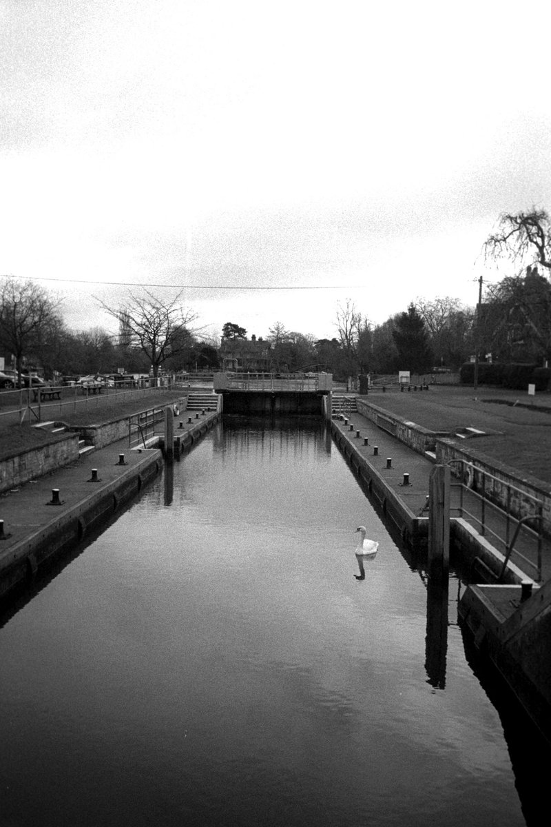 Locked in no way out
📷#Olympusxa2
🎞#apx100
#35mm #olympus #blackandwhitefilm #filmislife #analogcamera #bird  #agfaphoto #swans #buyfilmnotmegapixels #analogic #ishootfilm #filmphotography #photography #lock #swan #river #blackandwhitephotography #bnw #bnwlife #bnwphotography