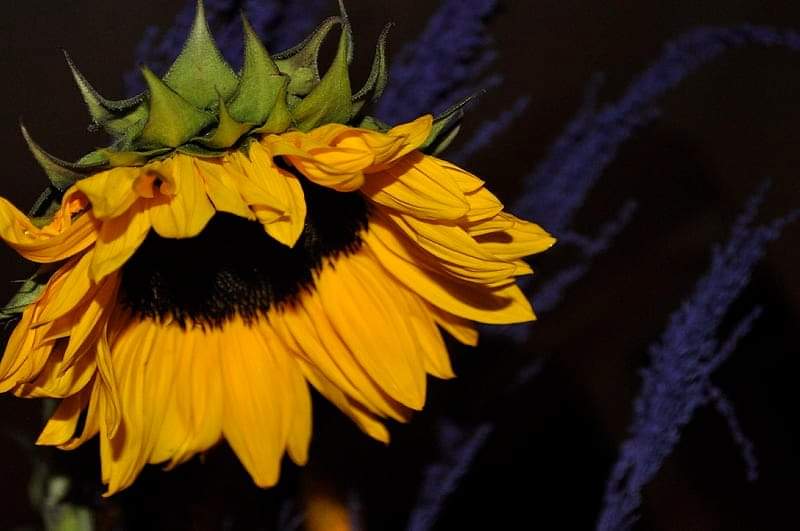 La palabra resurrección proviene del latín "resurrectio", que quiere decir levantarse de nuevo, resurgir o alzarse una vez más.
Feliz día de resurrección. 🌻
#soyloquesoy #CristinadeArozamena