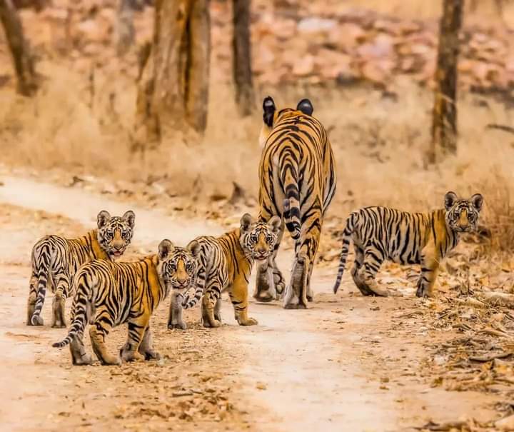 Beautiful picture of #tigers & cubs
Rare stare but eye catching
#MadhyaPradesh
#nationalparks #india
#explore & #Travel #HeartofIndia 
#wildlife #forests #nature #bigcats

#photography
#animals #AnimalAbuse  #MadhyaPradeshTourism #mptourism #incredibleIndia #DekhoApnaDesh #jungle