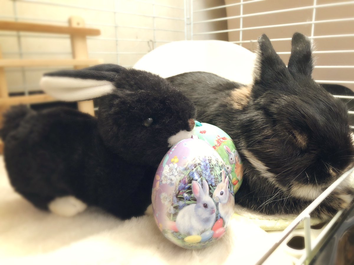 イースターエッグハントしたいおとうと vs ねむたいぼく
#うさぎ　#ネザーランドドワーフ　#ブラックオター
 #HoppyEaster #HappyEaster #EasterEggHunt