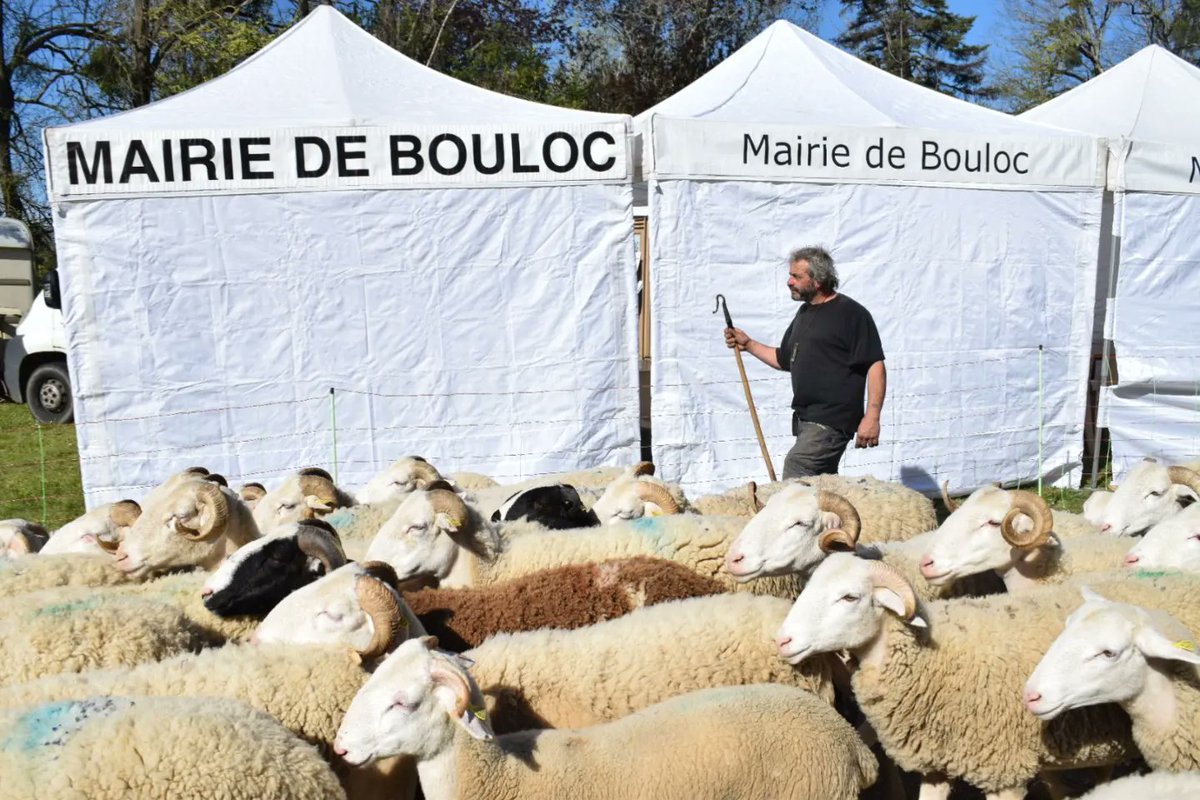 bouloc31's tweet photo. Hier, les Boulocains ont assisté à la tonte des brebis à l'ancien sechoir à briques. Petits et grands ont admiré la démonstration remarquable des fileuses à laine.Cette journée conviviale a valorisé le savoir-faire des artisans et producteurs de la @HauteGaronne https://t.co/g8AYXM159n