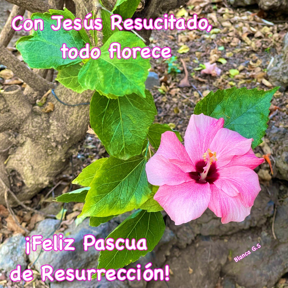 Con #JesúsResucitado, 
todo florece.
#FelizPascuadeResurrección