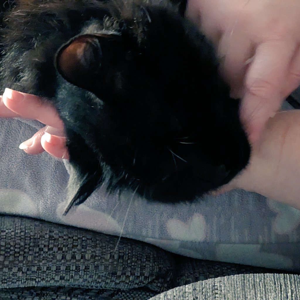 MyCatsTalePod's tweet photo. Early morning scritches for Yami. #cat #catness #catinstagram #scritches #sundaymornings #lazycat https://t.co/wElaEuVJMF