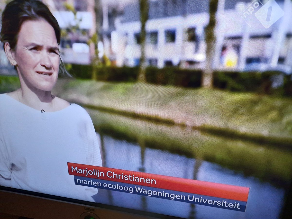 Penyuku's tweet photo. World’s ocean surface temperature hits record high. At @NOS national evening news, I explained, with @ErikvanSebille what that means for ecosystems. read on: https://t.co/iwRQrupM5R Spoiler my smile does not reflect my message. @wurenvironmental https://t.co/s20JdWwXtO
