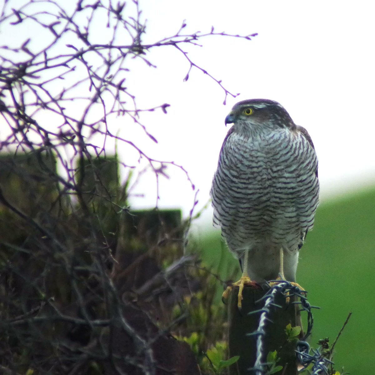 itscoffeetime75's tweet photo. #birdsofprey 
#NaturePhotograhpy #naturephotograpy #PENTAX https://t.co/MHhAhUyPfx
