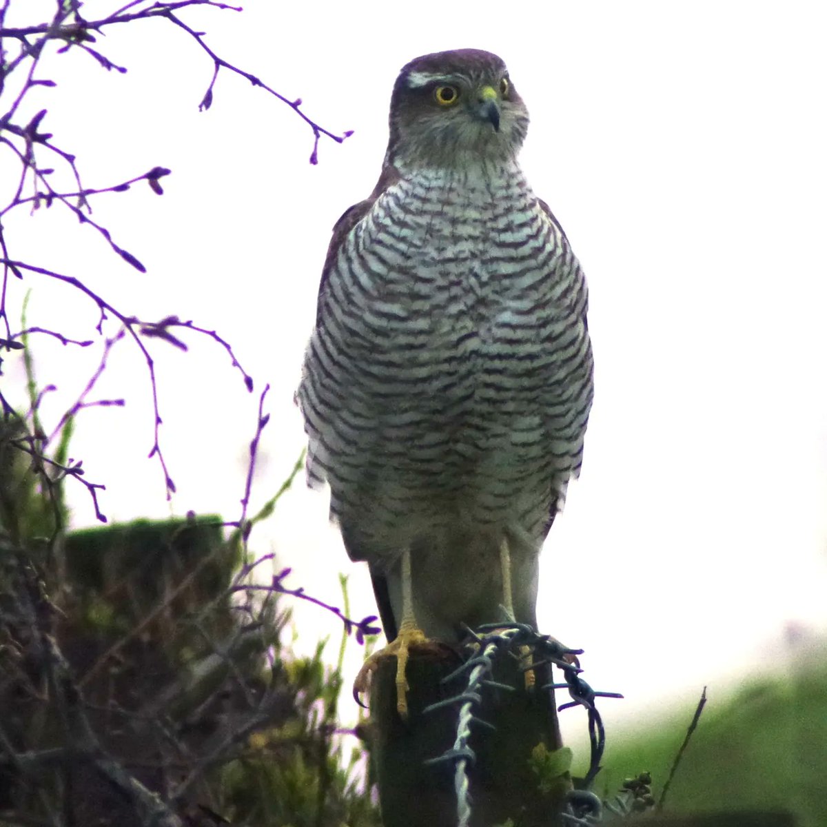 itscoffeetime75's tweet photo. #birdsofprey 
#NaturePhotograhpy #naturephotograpy #PENTAX https://t.co/MHhAhUyPfx