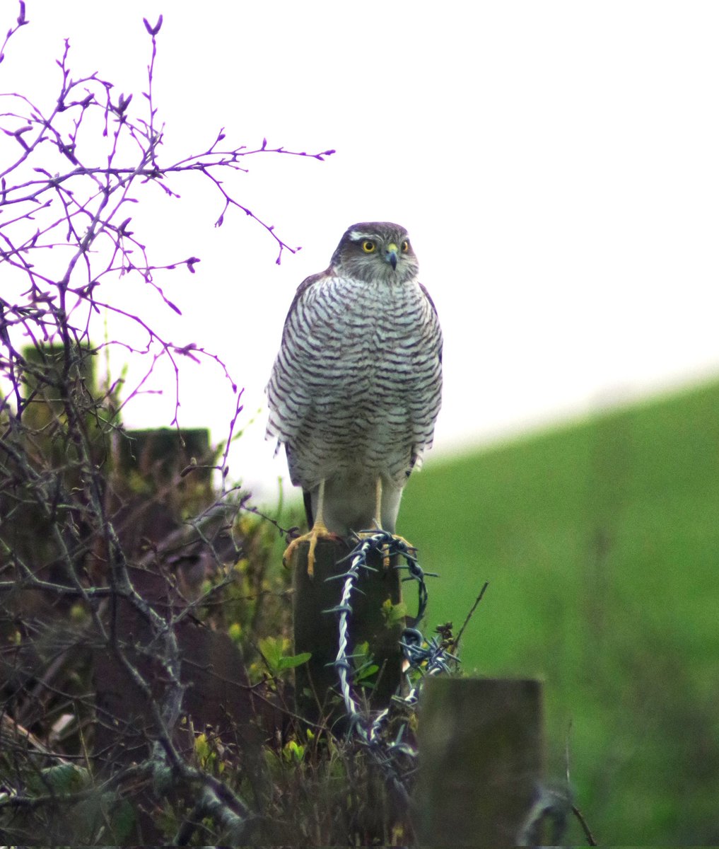 itscoffeetime75's tweet photo. #birdsofprey 
#NaturePhotograhpy #naturephotograpy #PENTAX https://t.co/MHhAhUyPfx
