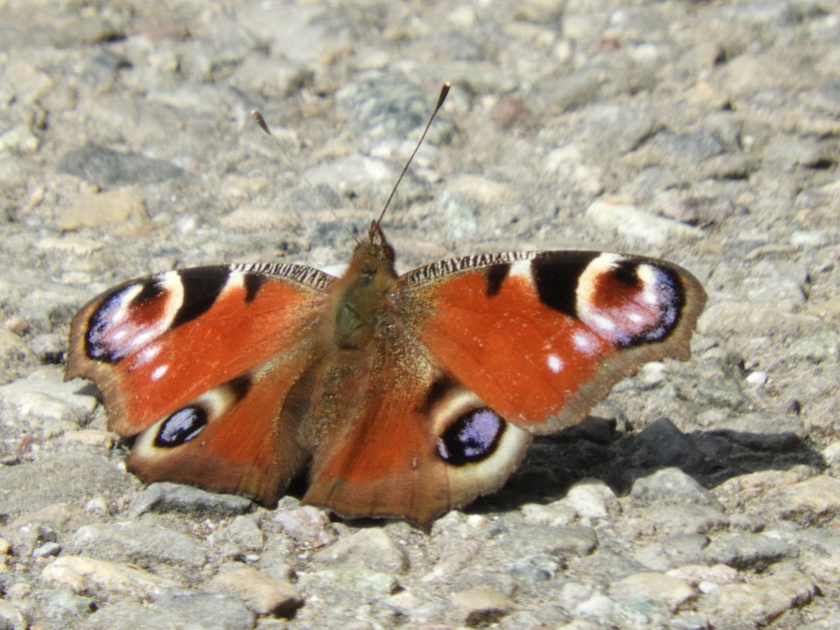 georggmuer's tweet photo. .#Männedorf 🚶 #Naturelive
#ZürcherWanderwege
#Tagpfauenauge 🦋
#Edelfalter
#Schmetterling
#Butterflies #Papillons #ThePhotoHour #TwitterNatureCommunity #WildeNachbarn #WildlifePOTD #Netznatur #Naturnetz #Pfannenstiel #ProNatura2023 #Nikon #GGMLive #CreateYourLight #Moments2023 https://t.co/z32PLs9FeC