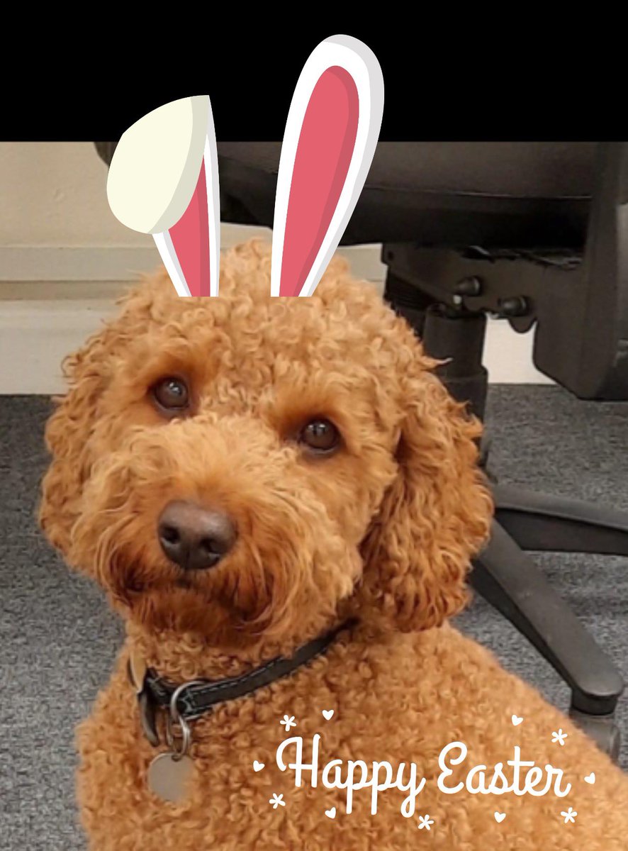 Eden Flooring tweet media