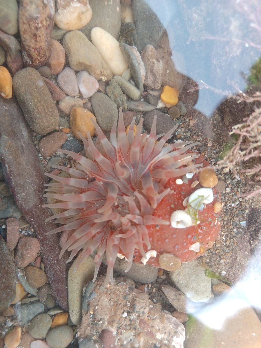 A great #RockpoolwiththeRangers session yesterday & a new spot for us - Dahlia anemone. Usually below the tide line but sometimes found in pools - we were very excited to find this one. Join us for a special event on Weds 12 April 2-4 at Lynmouth lead by our #youngrangers